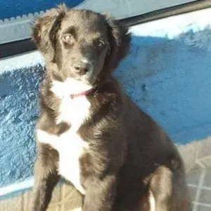Cachorro raça srd idade 2 a 6 meses nome Ursula