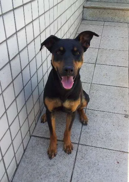Cachorro raça Mestiço idade 1 ano nome Tequila