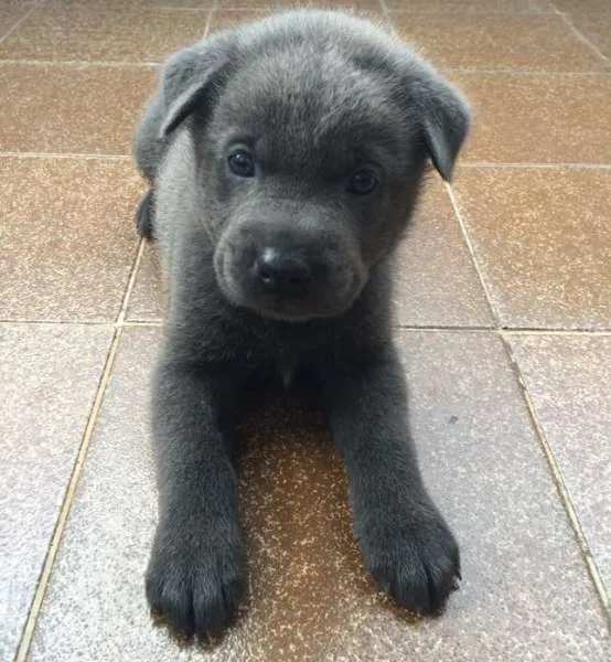 Cachorro ra a Chow Chow e Weimaraner idade 2 a 6 meses nome Sem nome