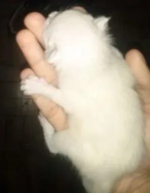 Gato raça viralata idade Abaixo de 2 meses nome Frozen