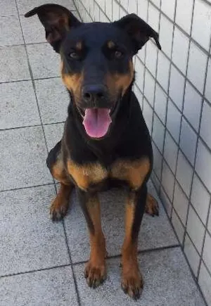Cachorro raça Mestiço idade 1 ano nome Tequila