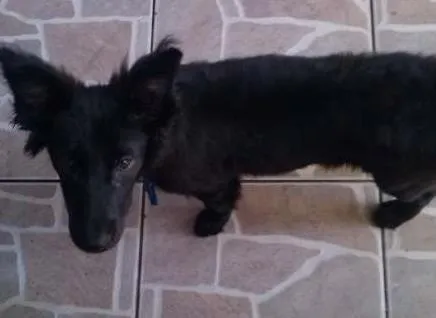 Cachorro ra a indefinida idade 7 a 11 meses nome Whisky