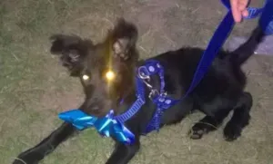 Cachorro raça indefinida idade 7 a 11 meses nome Whisky
