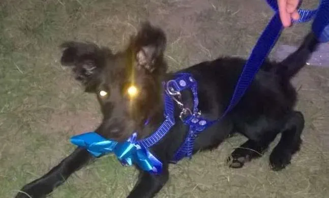 Cachorro ra a indefinida idade 7 a 11 meses nome Whisky