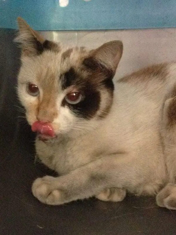 Gato raça Siamesa - mistura idade 1 ano nome Penélope Charmosa