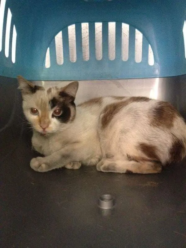 Gato raça Siamesa - mistura idade 1 ano nome Penélope Charmosa