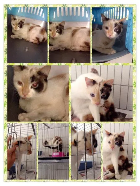 Gato raça Siamesa - mistura idade 1 ano nome Penélope Charmosa