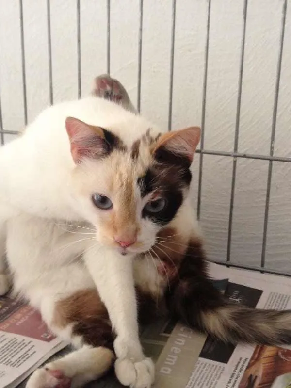 Gato raça Siamesa - mistura idade 1 ano nome Penélope Charmosa