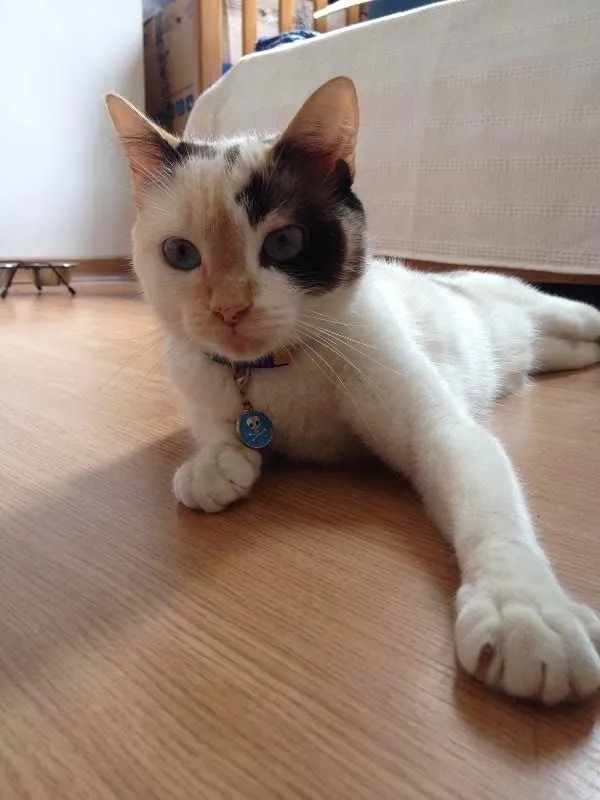 Gato raça Siamesa - mistura idade 1 ano nome Penélope Charmosa