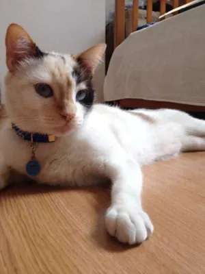 Gato raça Siamesa - mistura idade 1 ano nome Penélope Charmosa