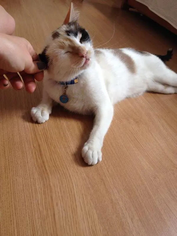 Gato raça Siamesa - mistura idade 1 ano nome Penélope Charmosa