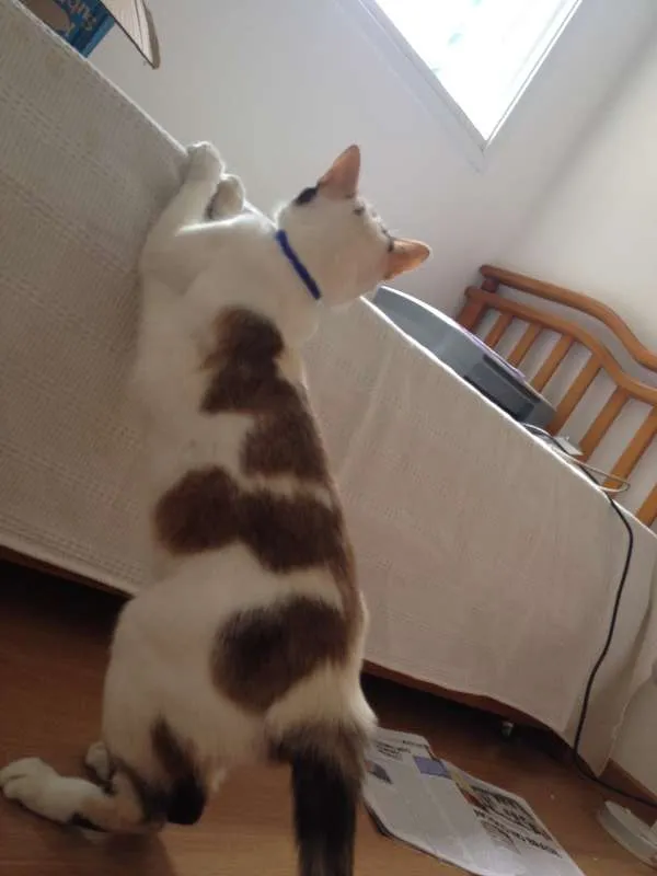 Gato raça Siamesa - mistura idade 1 ano nome Penélope Charmosa