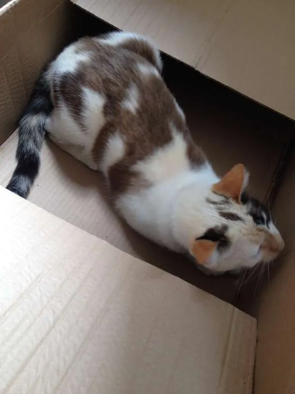 Gato raça Siamesa - mistura idade 1 ano nome Penélope Charmosa