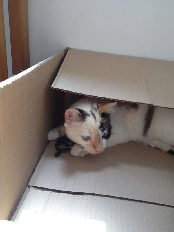 Gato raça Siamesa - mistura idade 1 ano nome Penélope Charmosa