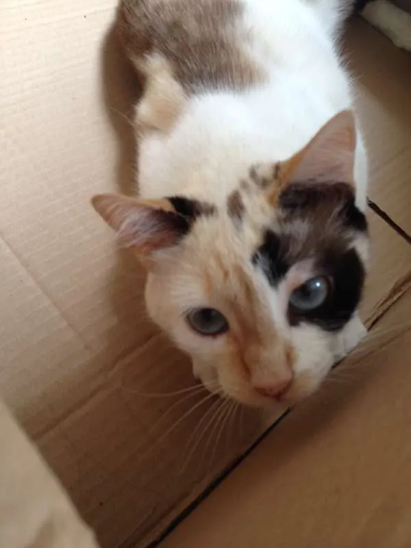 Gato raça Siamesa - mistura idade 1 ano nome Penélope Charmosa