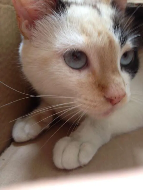 Gato raça Siamesa - mistura idade 1 ano nome Penélope Charmosa