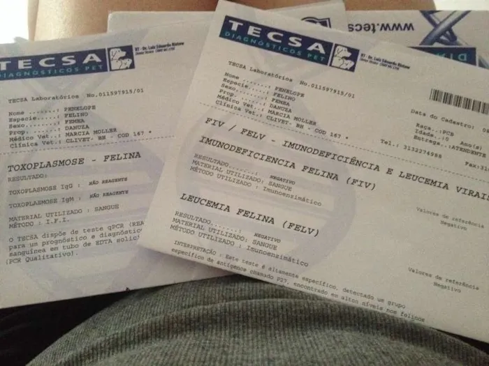 Gato raça Siamesa - mistura idade 1 ano nome Penélope Charmosa