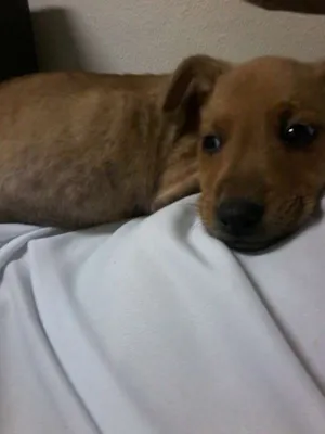 Cachorro raça Raça não definida idade 2 a 6 meses nome Sem nome