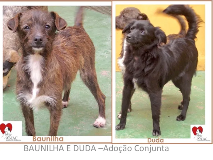 Cachorro ra a SRD idade 7 a 11 meses nome BAUNILHA E DUDA PEQ