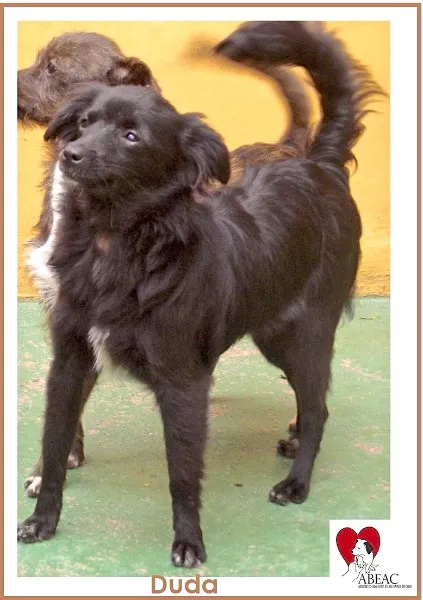 Cachorro ra a SRD idade 7 a 11 meses nome BAUNILHA E DUDA PEQ
