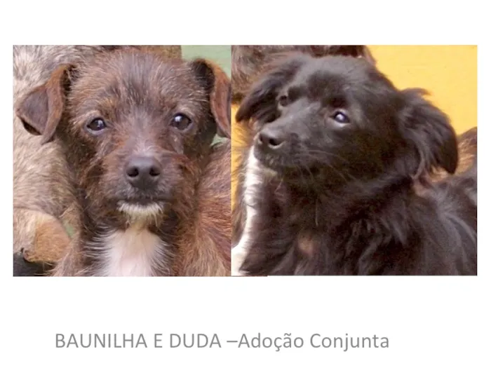 Cachorro ra a SRD idade 7 a 11 meses nome BAUNILHA E DUDA PEQ