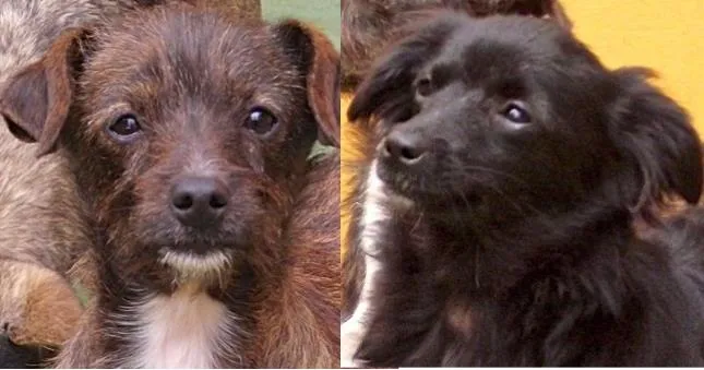 Cachorro ra a SRD idade 7 a 11 meses nome BAUNILHA E DUDA PEQ