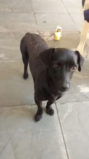 Cachorro raça misturada idade 2 anos nome DILMA