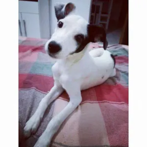 Cachorro raça Vira lata com Dálmata idade 7 a 11 meses nome Bóris