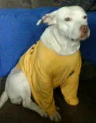 Cachorro raça Pit-Bull idade 5 anos nome Kira