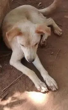 Cachorro ra a SRD idade 7 a 11 meses nome SEM NOME