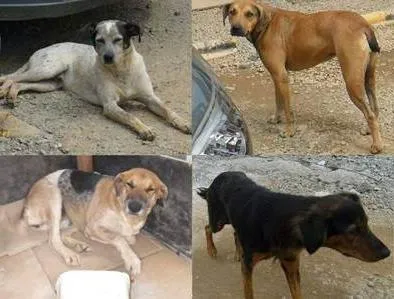 Cachorro ra a SRD idade  nome VARIOS