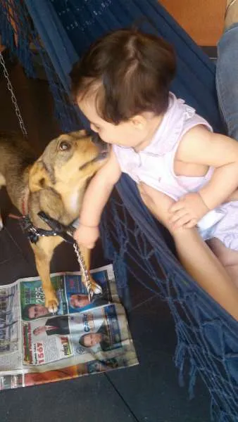 Cachorro ra a SRD idade 2 anos nome Bebel
