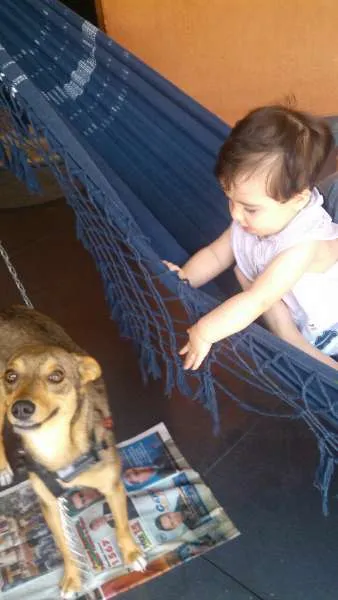 Cachorro ra a SRD idade 2 anos nome Bebel