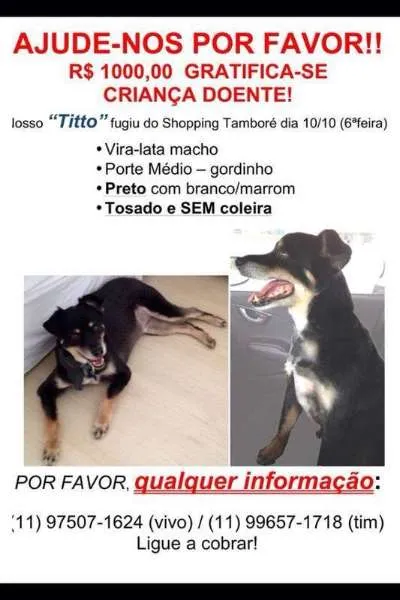 Cachorro ra a SRD idade 6 ou mais anos nome Titto GRATIFICA