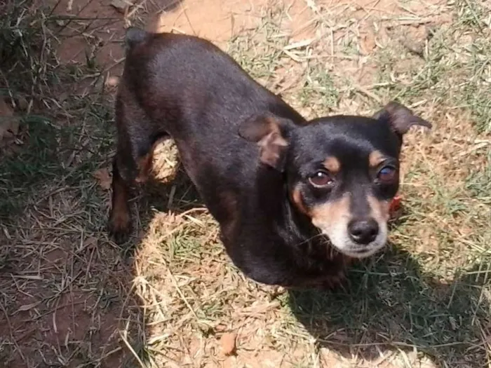 Cachorro ra a Pinscher idade 6 ou mais anos nome Snif