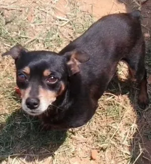 Cachorro raça Pinscher idade 6 ou mais anos nome Snif