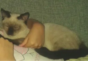 Gato raça siamês idade 2 a 6 meses nome xubes