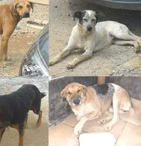 Cachorro ra a SRD idade  nome VARIOS