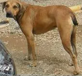 Cachorro ra a SRD idade  nome VARIOS