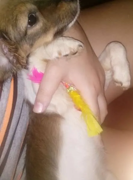 Cachorro ra a Vira-Lata idade 2 a 6 meses nome Duda