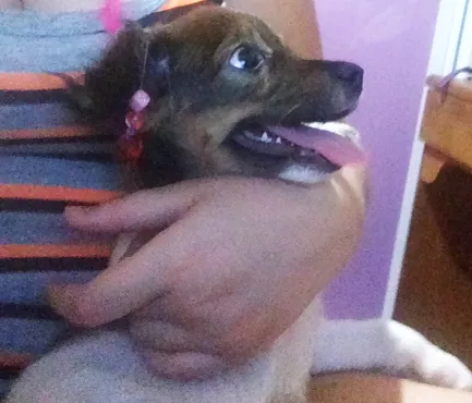 Cachorro ra a Vira-Lata idade 2 a 6 meses nome Duda