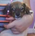 Duda