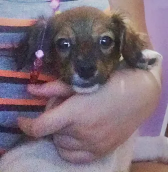 Cachorro ra a Vira-Lata idade 2 a 6 meses nome Duda