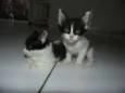 gatinhas