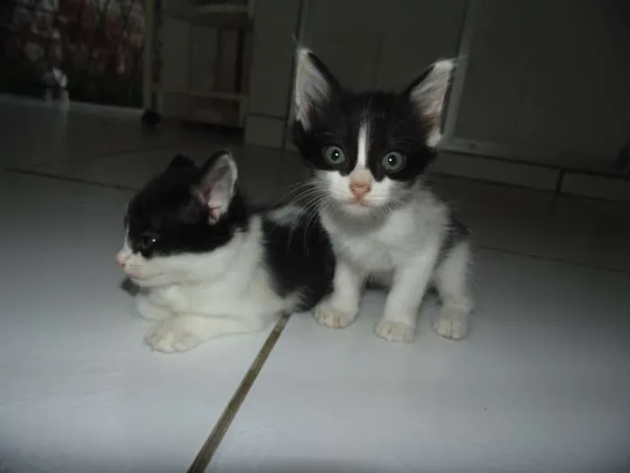 Gato raça  idade Abaixo de 2 meses nome gatinhas