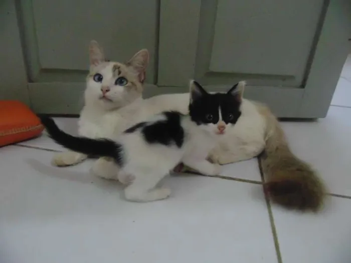 Gato raça  idade Abaixo de 2 meses nome gatinhas