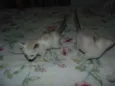 gatinhas