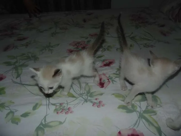 Gato raça  idade Abaixo de 2 meses nome gatinhas