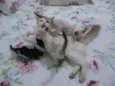 gatinhas