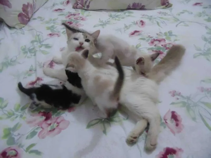 Gato raça  idade Abaixo de 2 meses nome gatinhas